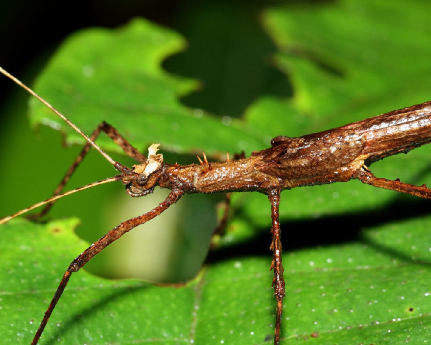 Fásmidos - Creoxylus spinosus