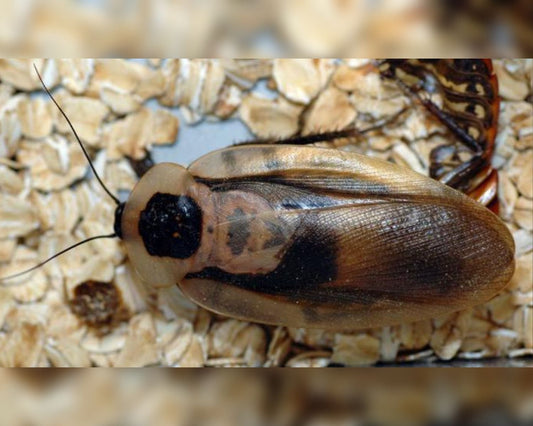 Cucarachas - Blaberus craniifer