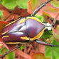 Escarabajo - Dicronorhina conradsi