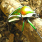 Escarabajo rayado - Dicranorhina derbyana layardi