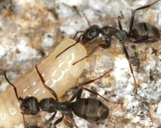 Hormigas - Formica lemani