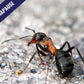 Hormigas - Formica rufibarbis
