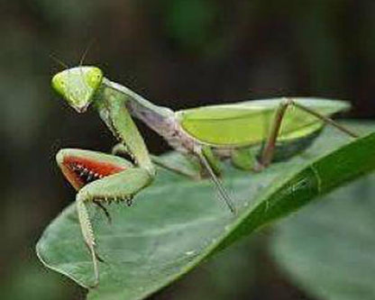 Mantis - Hierodula majuscula