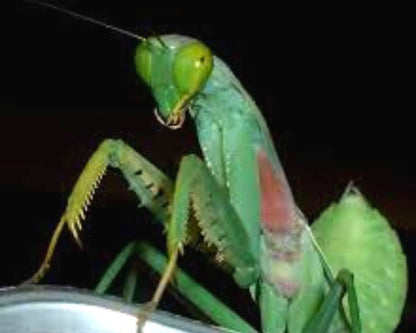 Mantis - Rhombodera sp (Tailandia)