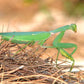 Mantis - Sphodromantis sp (Chad)