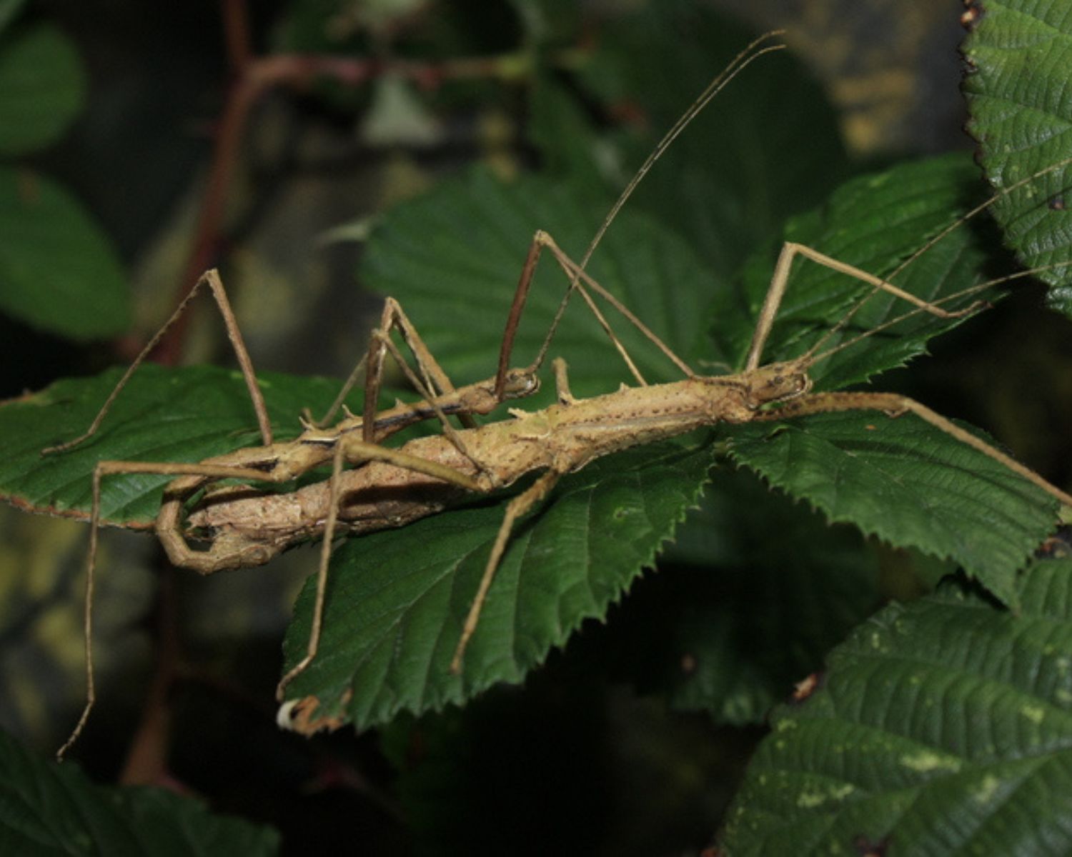 Fásmido - Neohirasea sp