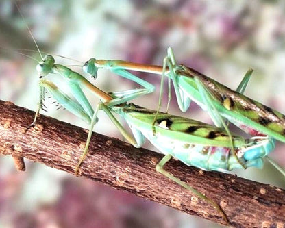 Mantis - Omomantis zebrata