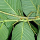 Fásmido - Anchiale briareus 