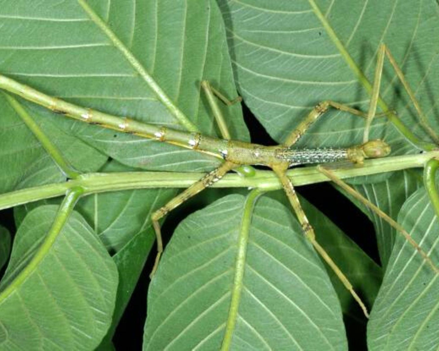 Fásmido - Anchiale briareus 