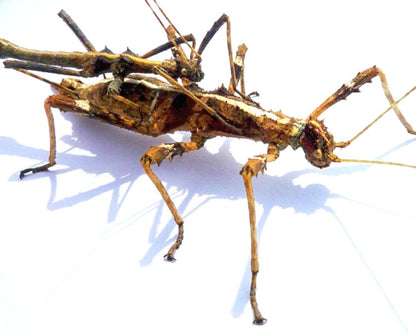 Fásmido - Sungaya inexpectata