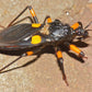 Redúvidos - Platymeris Guttatipennis