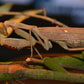 Mantis - Sphodromantis viridis