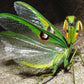Mantis - Stagmatoptera biocellata