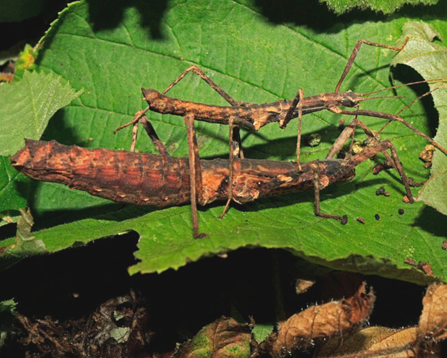 Comprar insectos palo - Neohirasea nana online – L'insecterie