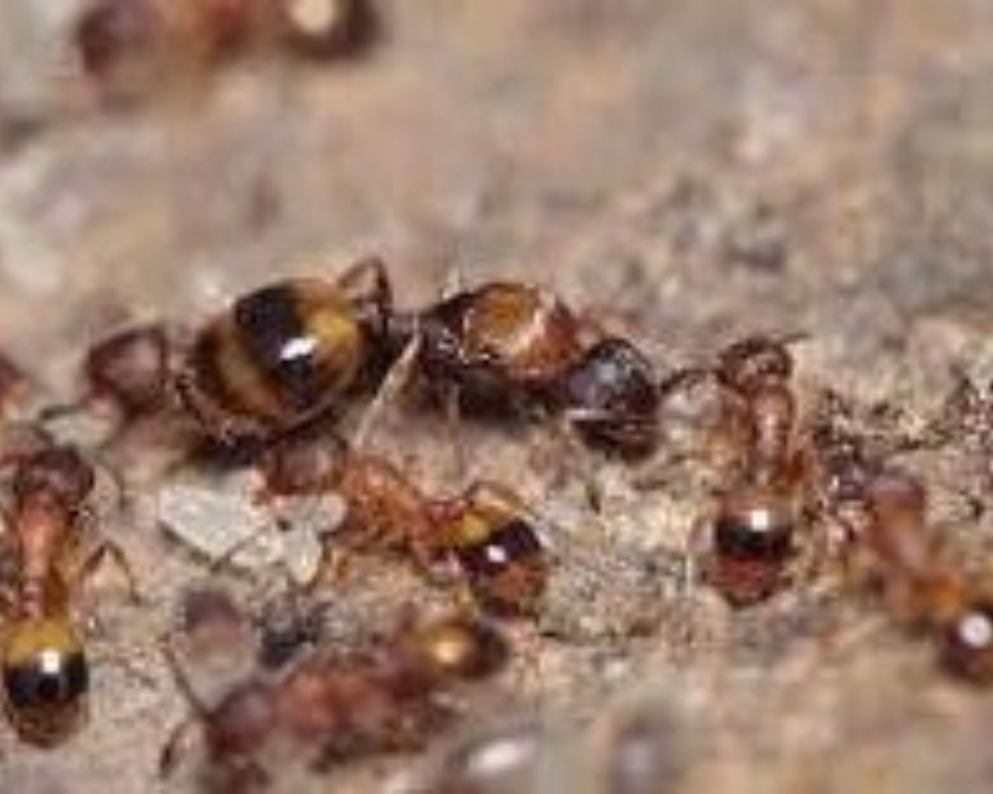 Hormigas - Temnothorax unifasciatus