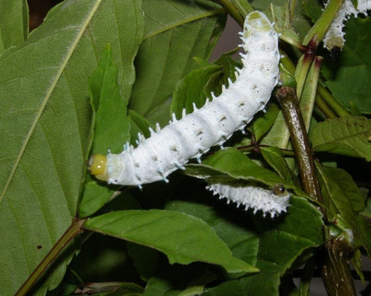 Mariposa - Philosamia Ricini Bombyx eri