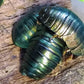 Cucaracha - Pseudoglomeris Magnifica