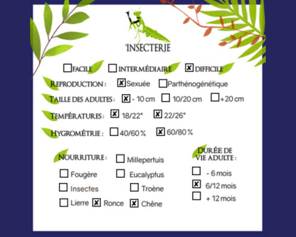 Grillo - Paraproscopia riedei