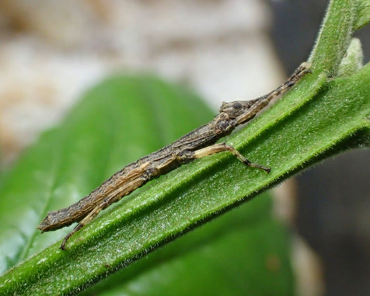 Fásmido - Dares philippinensis