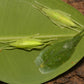 Saltamontes - Stilpnochlora couloniana