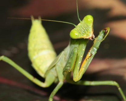 Mantis - Sphodromantis Lineola
