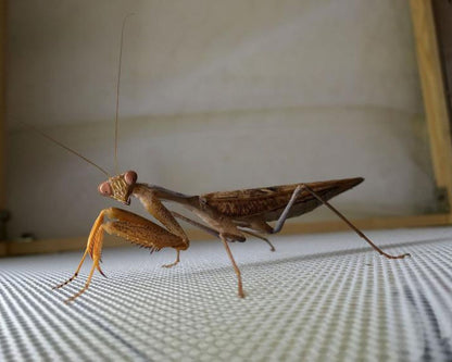 Mantis - Sphodromantis Lineola