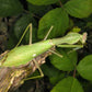 Mantis - Sphodromantis viridis