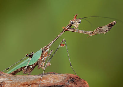 Mantis flor - Chlidonoptera lestoni