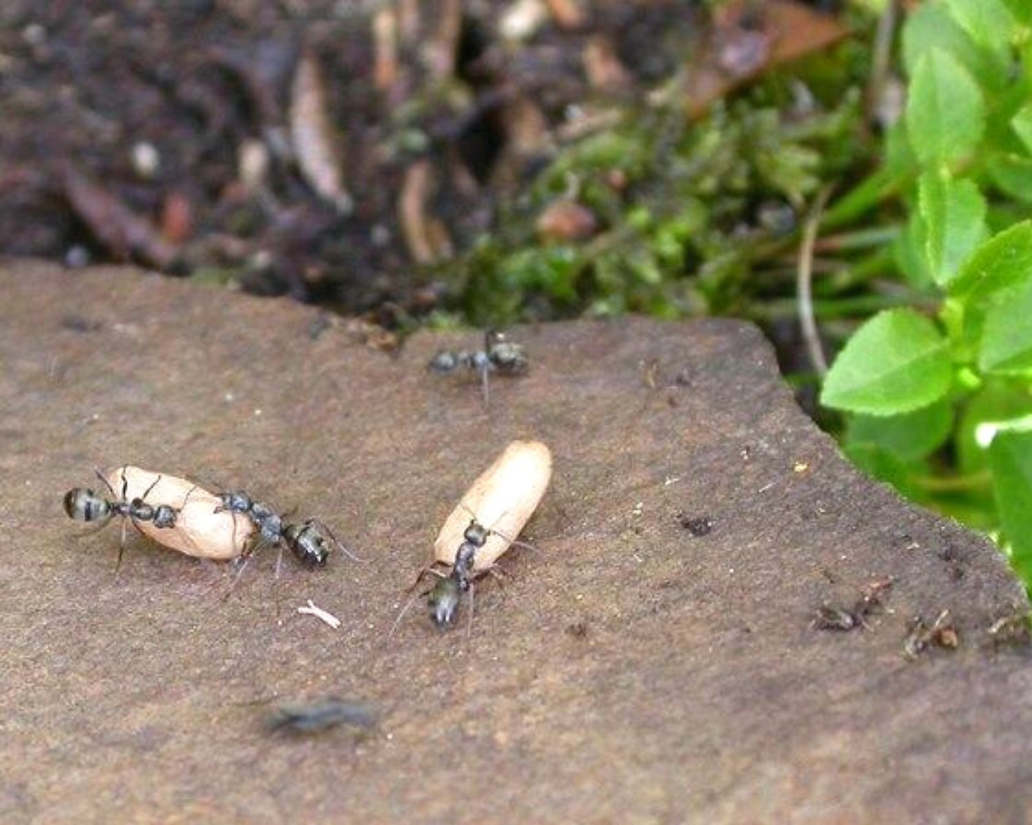 Colonie fourmis Formica lemani