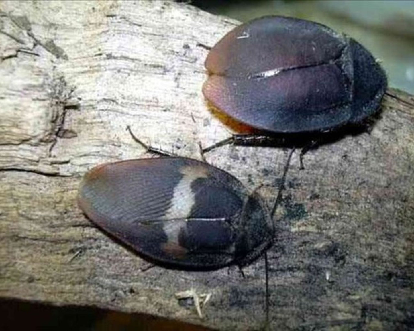 Cucarachas - Ergaula Capucina