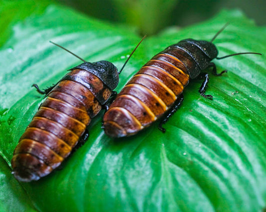 Cucaracha - Gromphadorhina portentosa