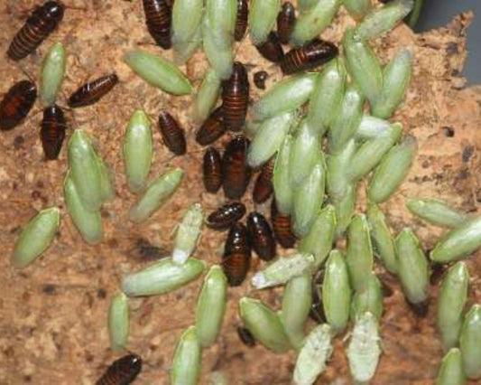 Cucarachas - Panchlora nivea