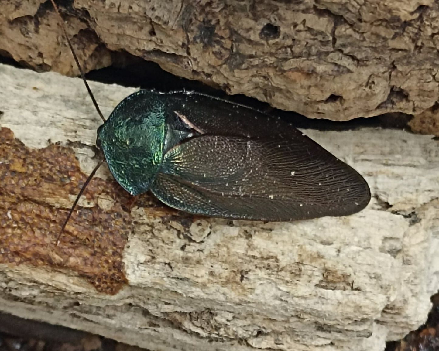 Cucaracha - Pseudoglomeris Magnifica