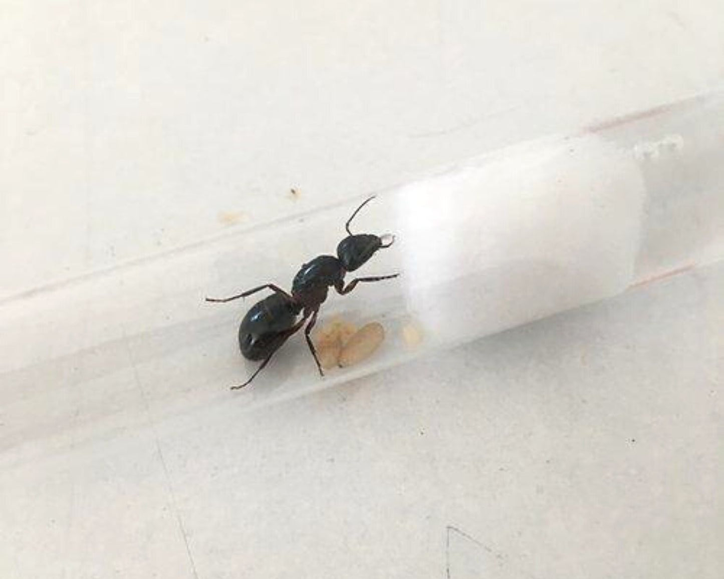 Hormigas - Camponotus herculeanus