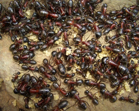 Hormigas - Camponotus ligniperda