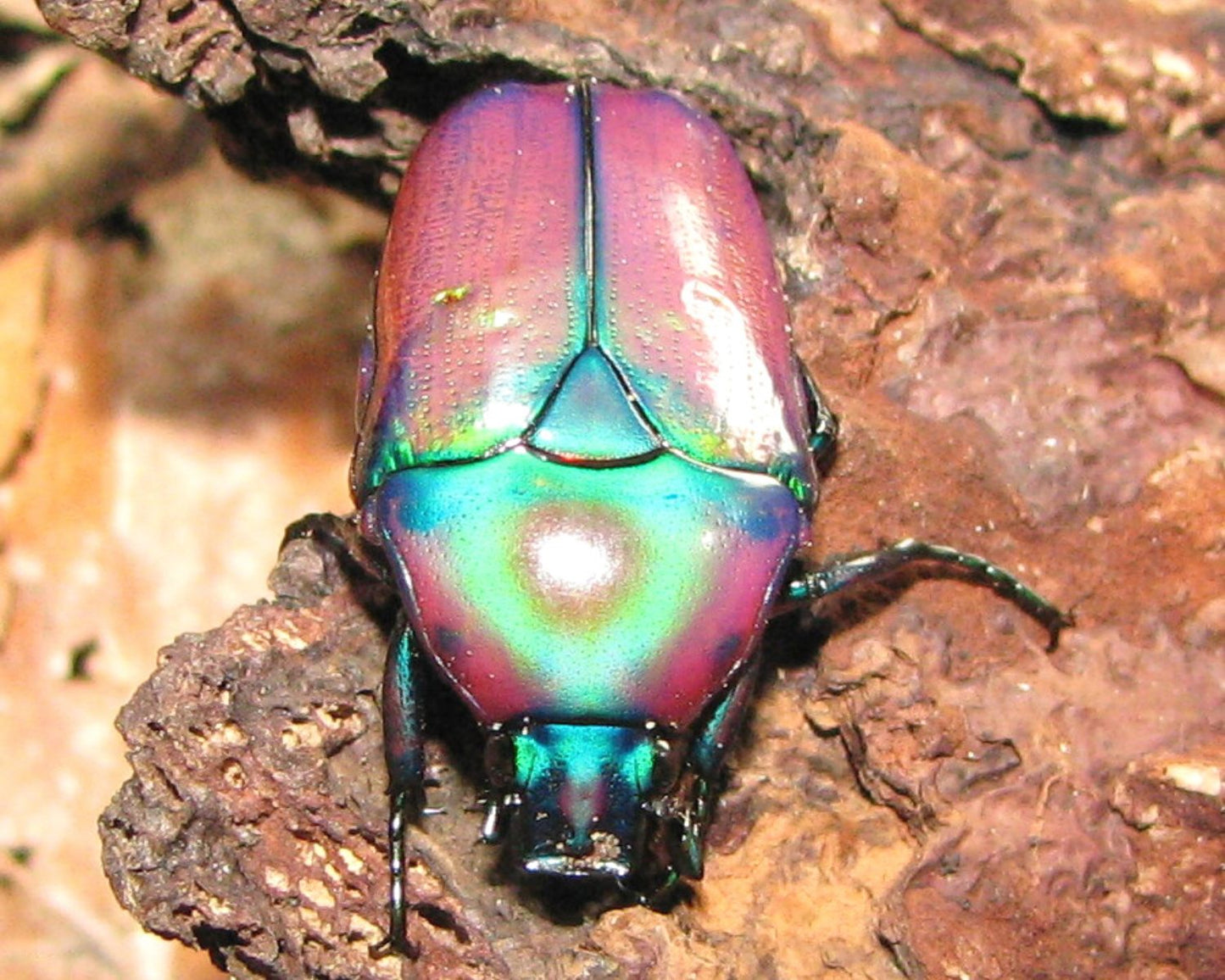 Cetoína - Chlorocala africana oertzeni