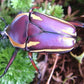 Escarabajo - Dicronorhina conradsi
