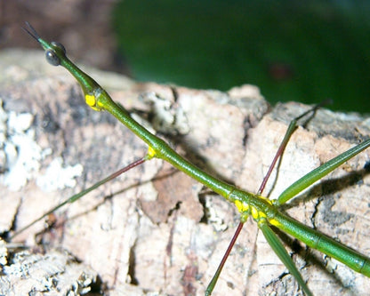 Grillo - Paraproscopia riedei