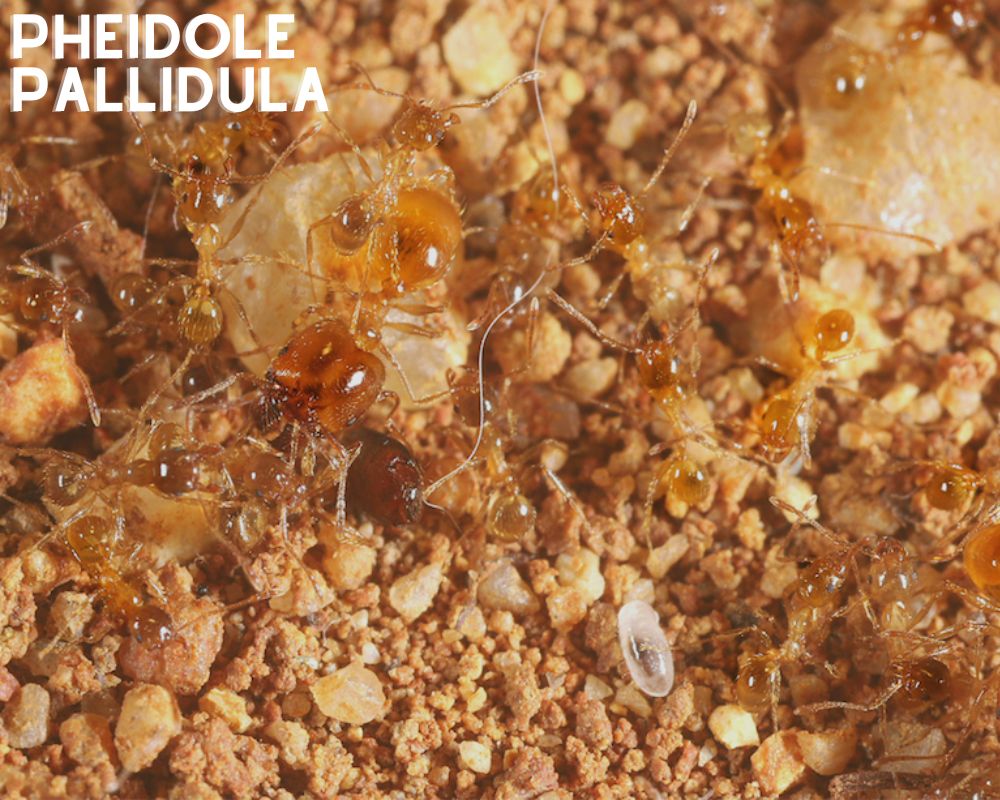 Kit de cría de hormigas - Paquete básico