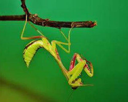 Mantis - Hierodula majuscula