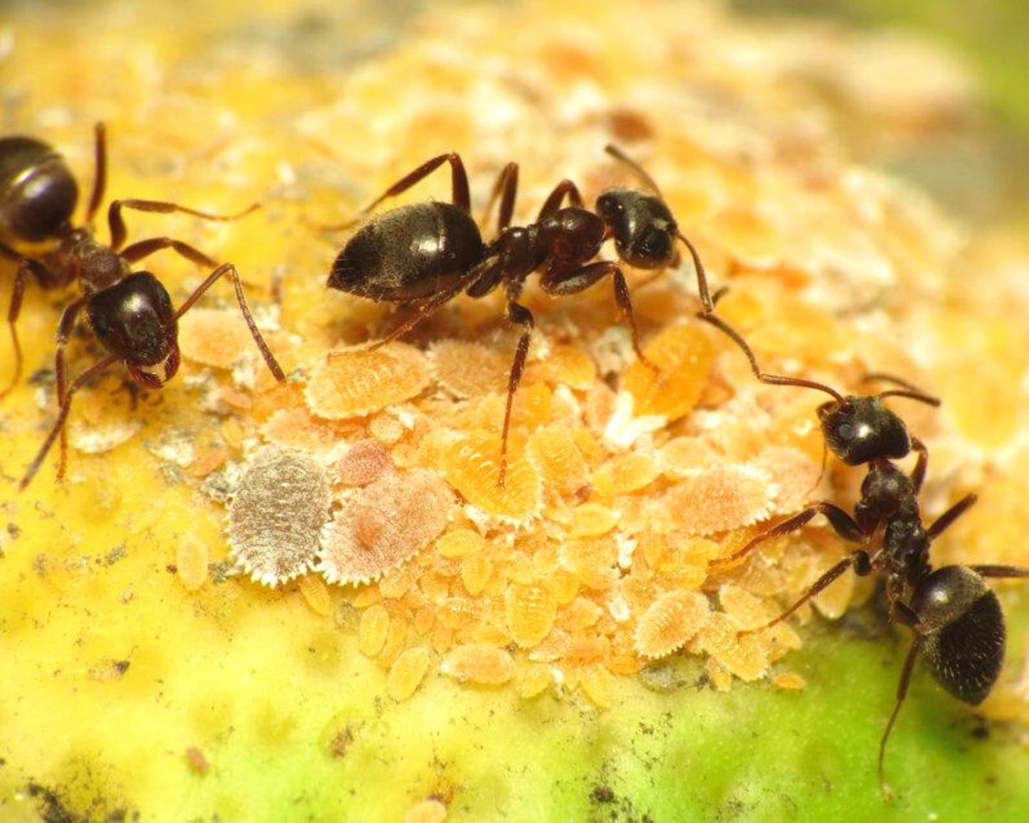 Hormigas - Lasius niger