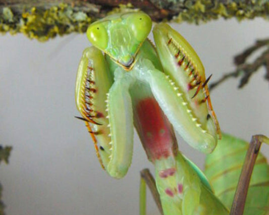 Mantis - Rhombodera sp (Tailandia)