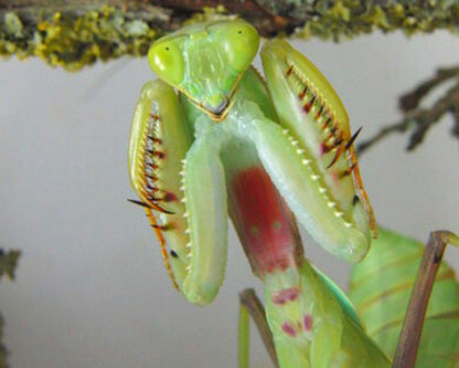 Mantis - Rhombodera sp (Tailandia)