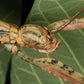 Fásmido - Anchiale briareus 