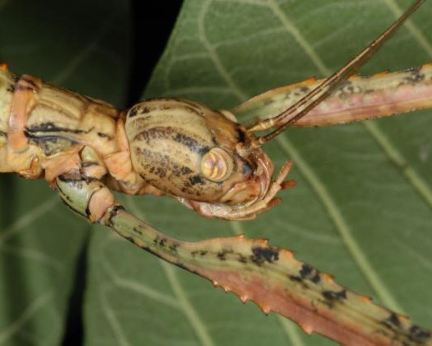 Fásmido - Anchiale briareus 