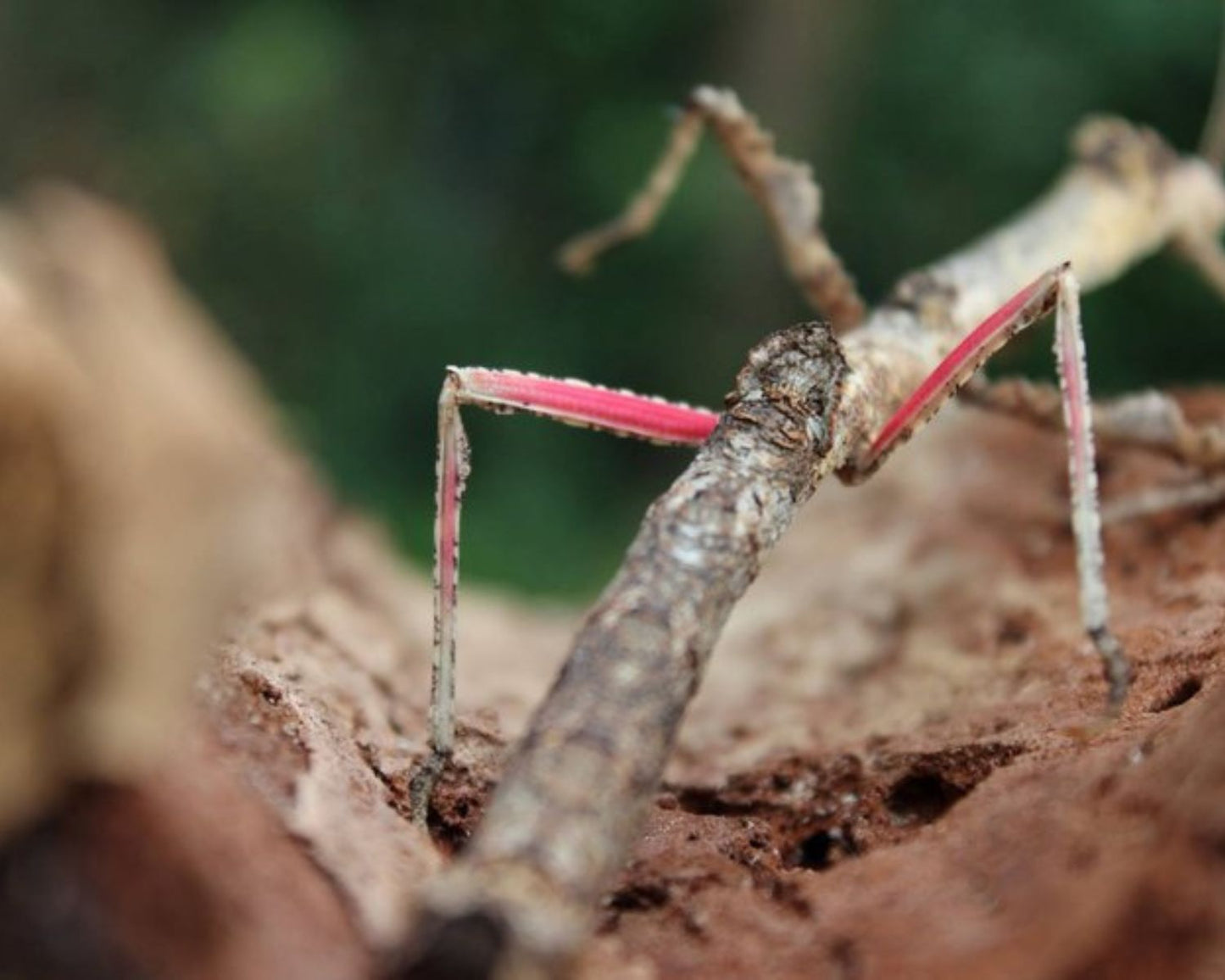 Fásmidos - Hermagoras Sigillatus