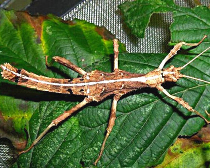 Fásmido - Sungaya inexpectata