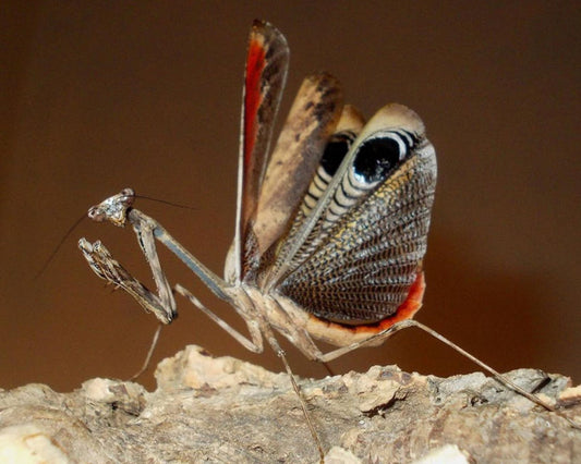 Mantis - Pseudempusa pinnapavonis