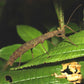 Fásmidos - Creoxylus spinosus