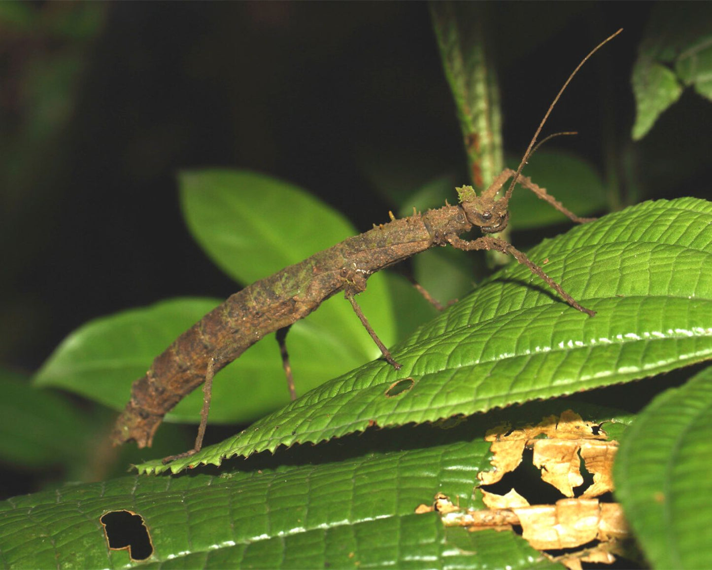 Fásmidos - Creoxylus spinosus